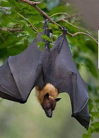 Image result for Fruit Bat Flying