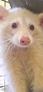 Image result for Rare Albino Animals Baby