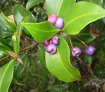 Image result for Syzygium Species