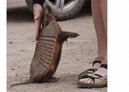 Image result for Armadillo Leprosy