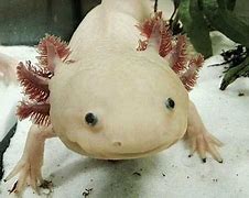 Image result for Weird Fish From Russia