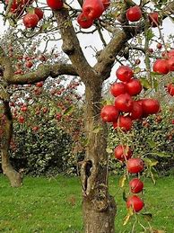 Image result for Garden with Fruit Trees