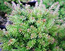 Image result for Podocarpus lawrencei Red Tip