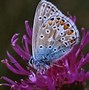 Image result for Butterfly Bug