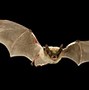 Image result for Small Footed Bat
