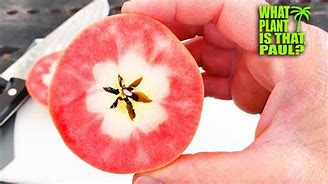 Image result for Lucy with Red Flesh Apple