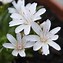 Image result for Lewisia Little Snowberry