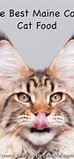 Image result for Best Cat Food for Maine Coon Cats