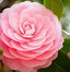 Image result for Pink Floral iPad Wallpaper