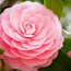 Image result for Pink Flower iPad Wallpaper