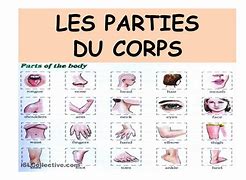 Image result for Tous Les Parties Du Corps