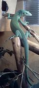 Image result for Green Monitor Lizard