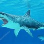 Image result for A Picture of the Biggest Animal in the World