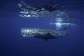 Image result for Biggest Sea Creature in the World