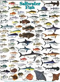 Image result for Saltwater Fish Species