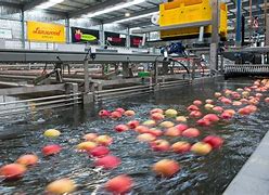 Image result for Exporting Apple From Australia