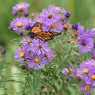 Image result for Aster novae-angliae Herbstschnee