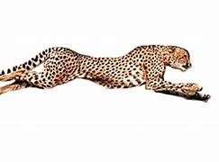 Image result for Cheetah Running PNG