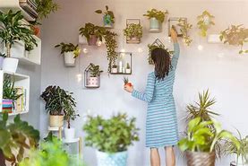 Image result for Fragrant Indoor Plants Low Light