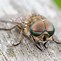 Image result for What Eats Horse Flies