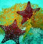 Image result for Ocean Sea Life