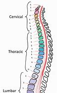 Image result for Spinal Column Vertebrae Numbers