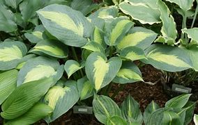 Image result for Hosta Paradise Glory