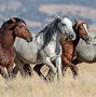 Image result for Wild Horse Species