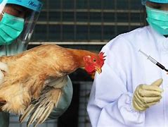 FDA chief on bird flu pandemic 的图像结果