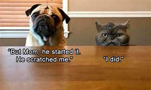 Image result for LOL Cats and Dogs
