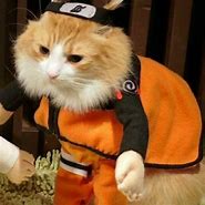 Image result for Naruto Cat Character