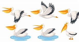 Image result for Pelican Cartoon Character