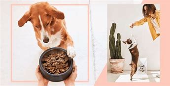 Image result for Most Cheap and Best Dog Food