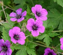 Image result for Geranium Anne Thomson