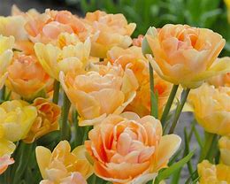 Image result for Tulipa Charming Beauty