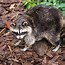 Image result for Fat Raccoon Images