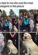 Image result for British Doge Meme