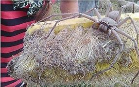 Image result for Big Ugly Spiders