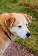 Image result for Old Dog Warts