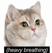 Image result for Emoji Heavy Breathing Cat