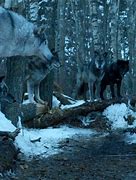 Image result for direwolves games of thrones