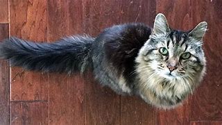 Image result for Oldest Cat Ever Recorded
