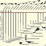 Image result for Evolution of Birds