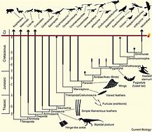 Image result for Evolutionary Path