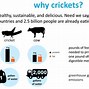 Image result for Cricket Flour Cookies