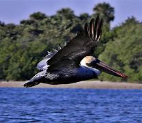 Image result for Small Pelican Kayak