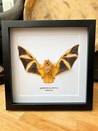 Image result for Hand Painted Bats On Furniture