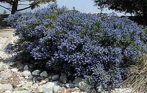 Image result for Ceanothus Concha