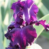 Image result for Purple Iris Bulbs