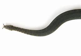 Image result for tentaculum